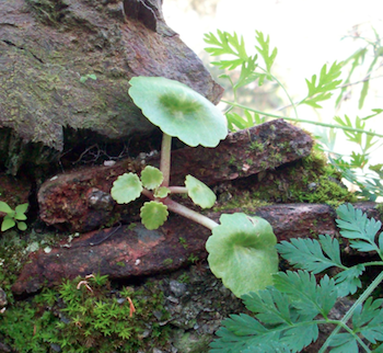 Umbilicus rupestris?